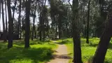 Близость к центральному пляжу с реликтовой пицундской сосной