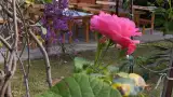 Наличие двора с экзотическими растениями, пальмами и цветами